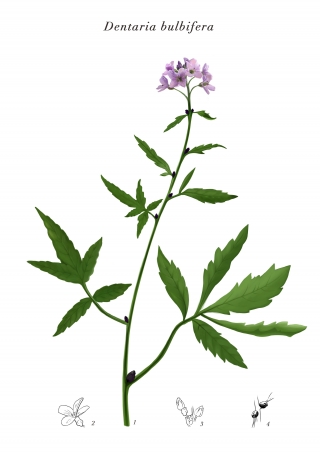 Cardamine-Dentaria