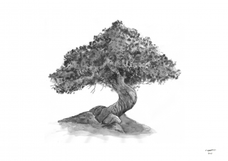 [2016] Bonsai tinta editado