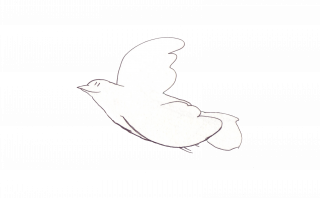 Simple and neat flying bird / dove