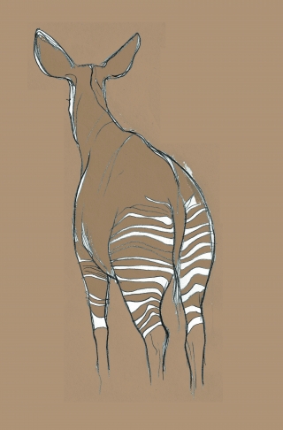 Okapi from behind