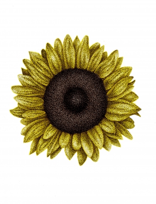 sun flower final 2.1.jpg