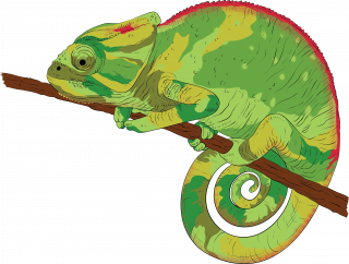 Chameleon 