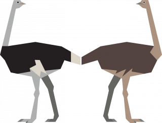 Male and female ostrich