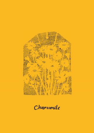 chamomile.jpg