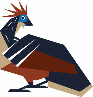 Feather bird hoatzin