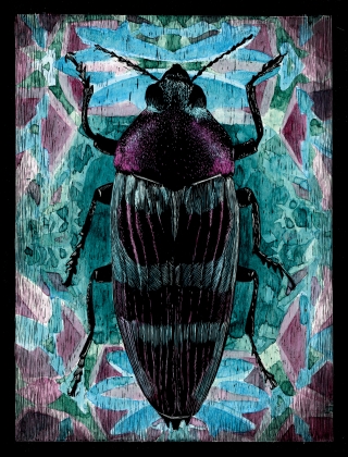 Coleoptera 03