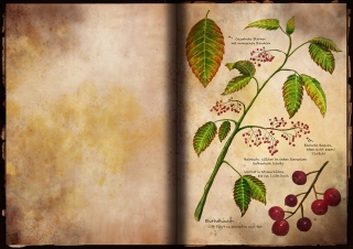 Traveller's book herbarium