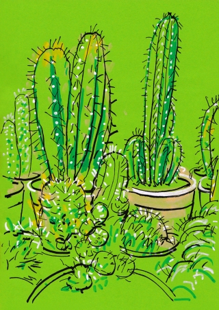 cacti