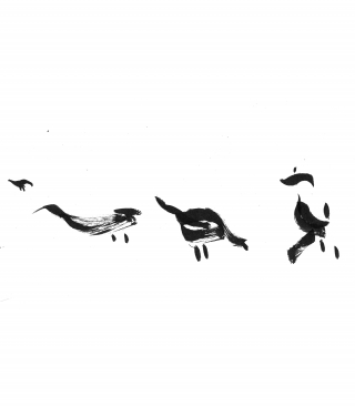 main bird.jpg