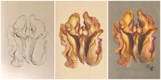 Walnuts (Nuts-n-Bolts).JPG