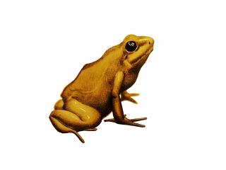 Golden Poison Frog