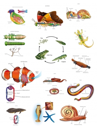 Medical 10 Animals-insects