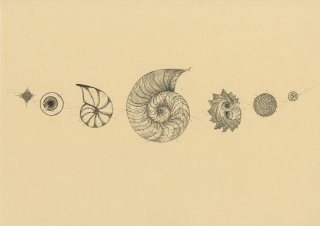 Snail_Evolution