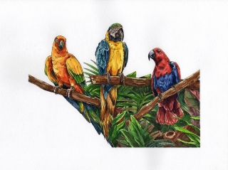 parrots_smaller_whiteBK.jpg