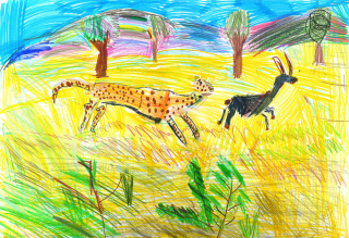 Саванна. Гепард гонится за козой-мини.jpg