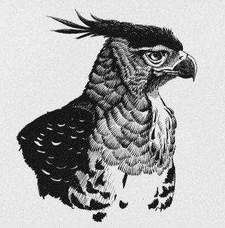 pen-and-ink-bird-2