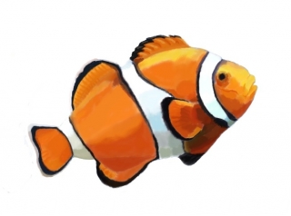 clown fish 17.jpg