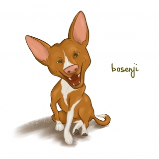 The basenji dog