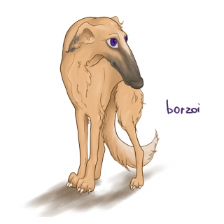 The Russian Borzoi dog