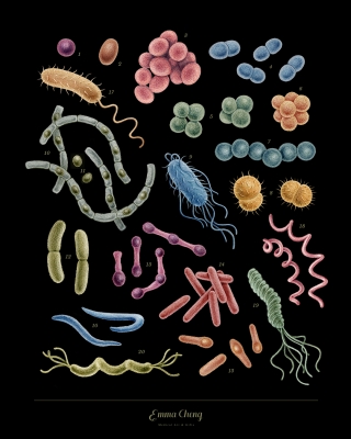 bacteria