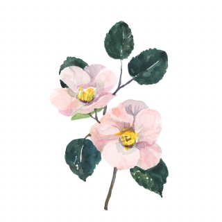 Botanical watercolor flower