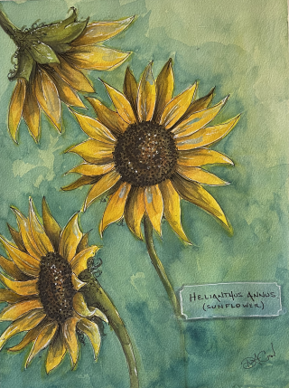 Sunflowers