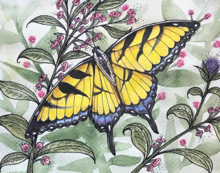 annaleeparker-swallowtailbutterfly-watercolor.png
