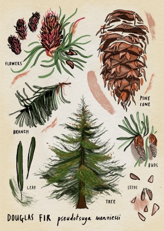 Douglas fir diagram