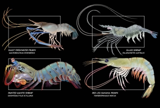 02 shrimps and lobsters 03.jpg