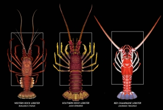 02 shrimps and lobsters 05.jpg