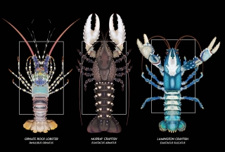 02 shrimps and lobsters 07.jpg