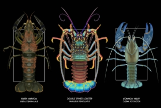 02 shrimps and lobsters 08.jpg