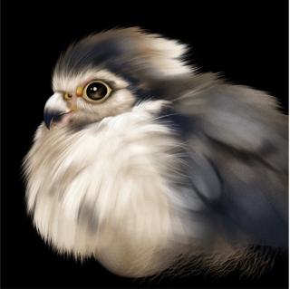 Baby Falcon.jpg