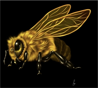 Bee.jpg