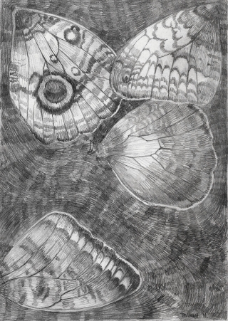 asas a lápis mais escuro.jpg