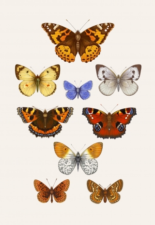 british butterflies copy.jpg