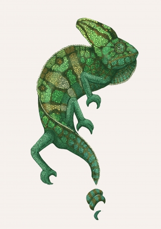 Chameleon