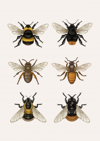 British Bees