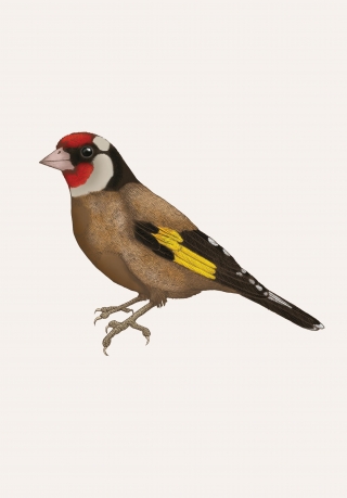 EMILY CARTER - goldfinch- copyright Emily Carter Limited 2024.jpg