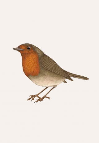 EMILY CARTER - robin- copyright Emily Carter Limited 2024 .jpg