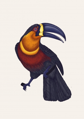 EMILY CARTER - Toucan- copyright Emily Carter Limited 2024.jpg