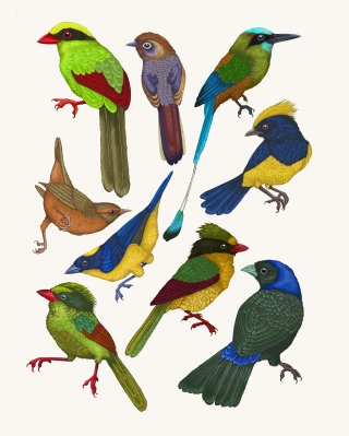 EMILY CARTER - Tropical Birds - copyright Emily Carter Limited 2024