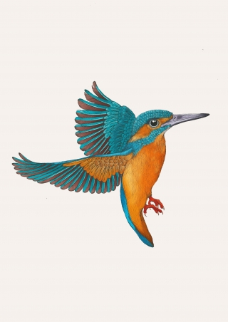 Emily Carter copyright 2024 - Kingfisher.jpg