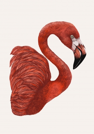 Emily Carter Limited copyright 2024 - Flamingo.jpg