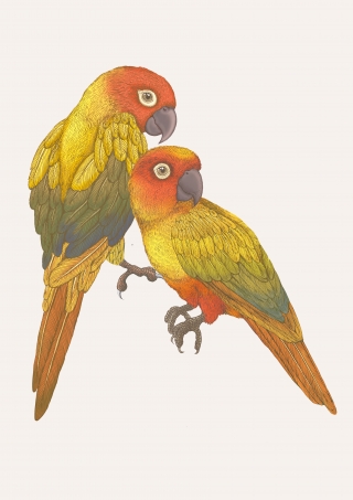 Emily Carter Limited copyright 2024 - Parrots.jpg