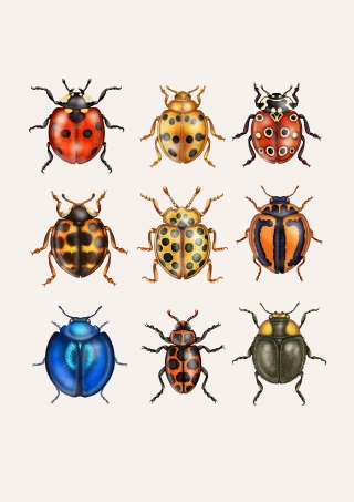 Ladybirds copy.jpg