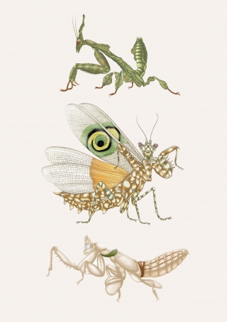 mantids