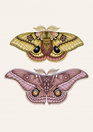 Moths2