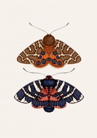 moths3