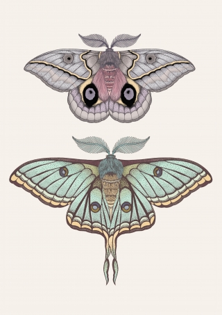 Moths5.jpg